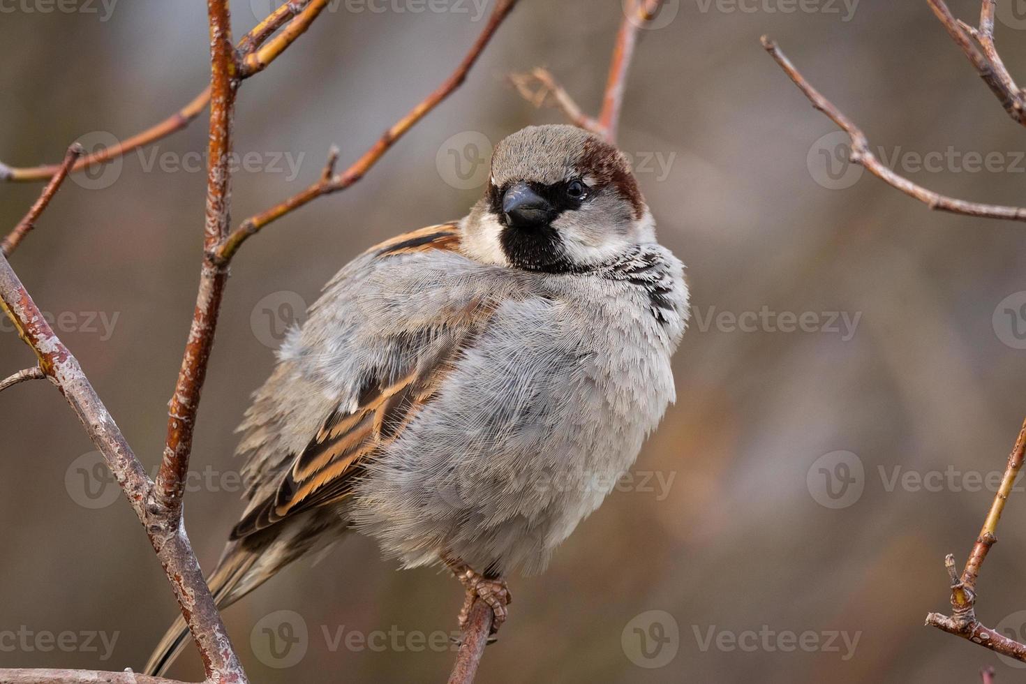 moineau sur l'arbre. photo