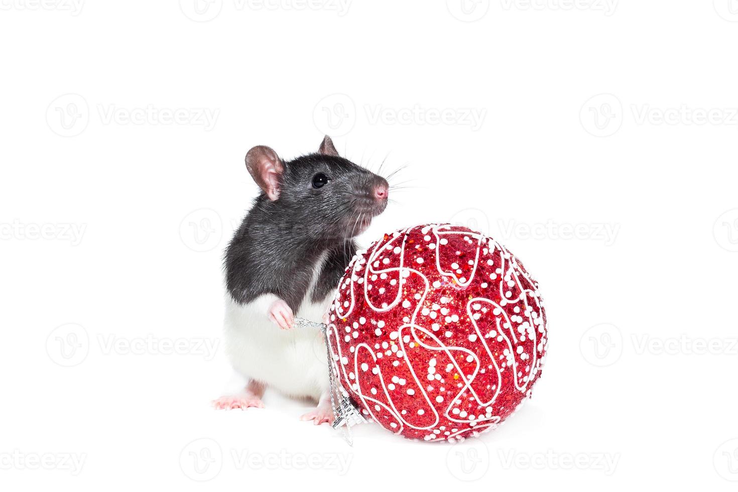 rat sur fond blanc photo