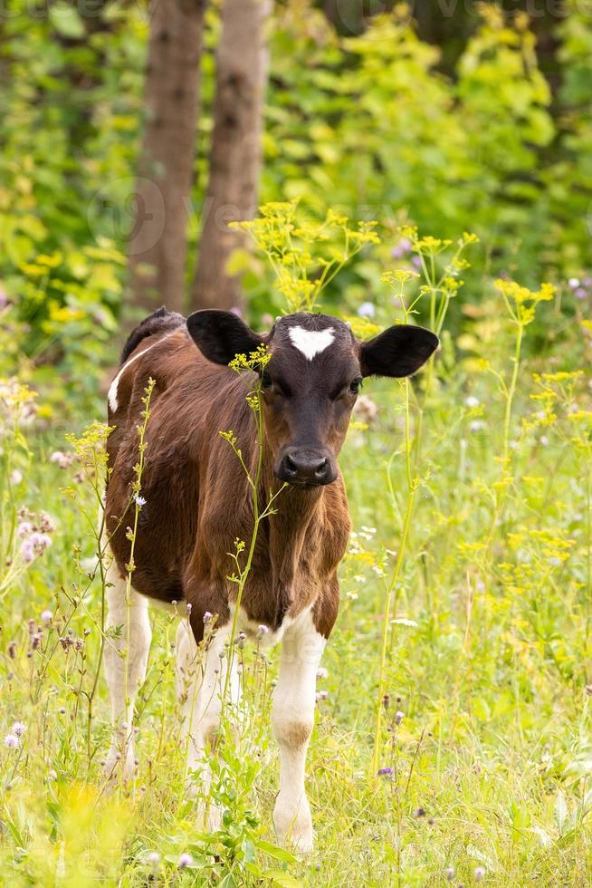 vache veau dans le pré photo