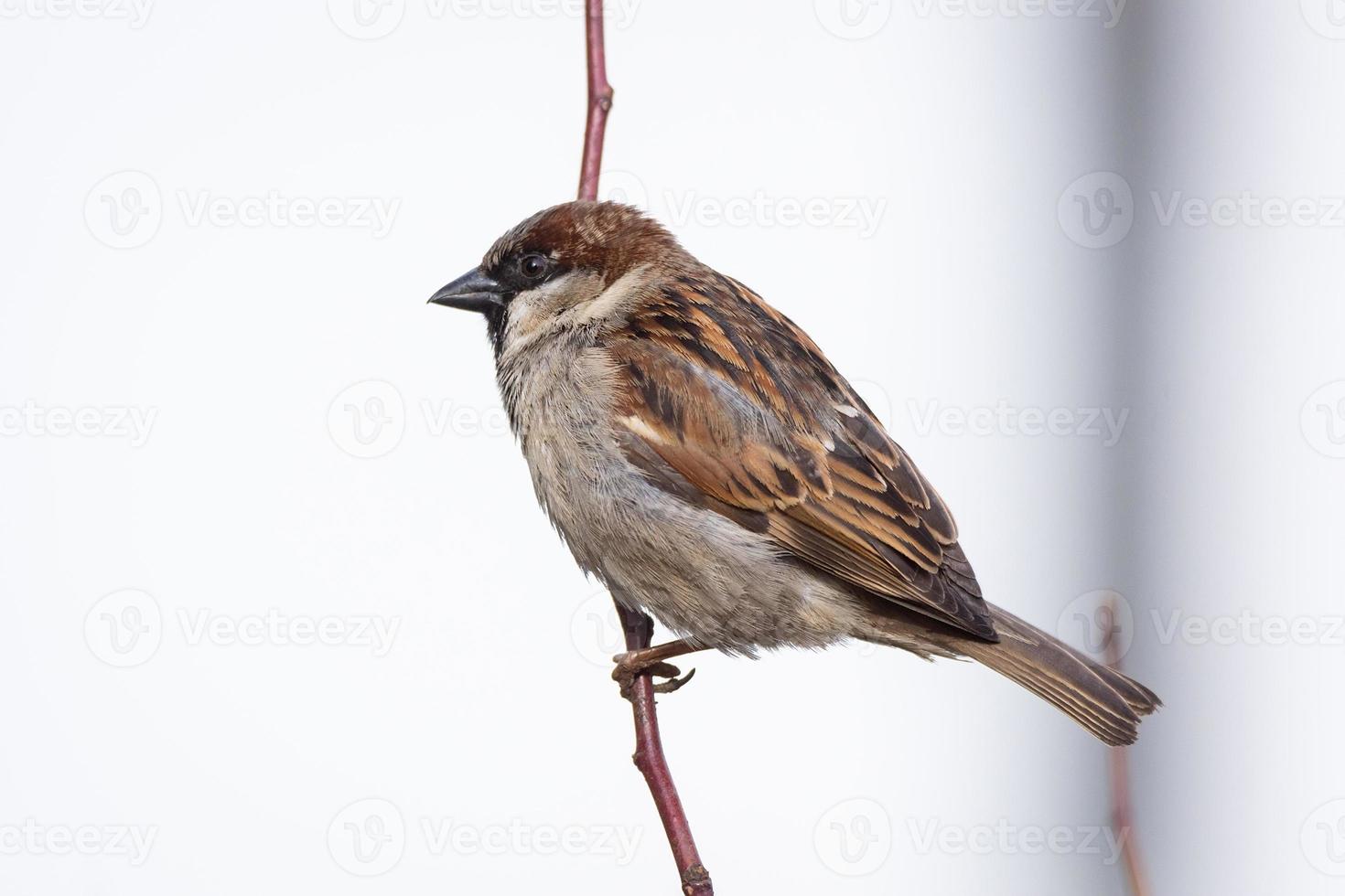 moineau sur l'arbre photo