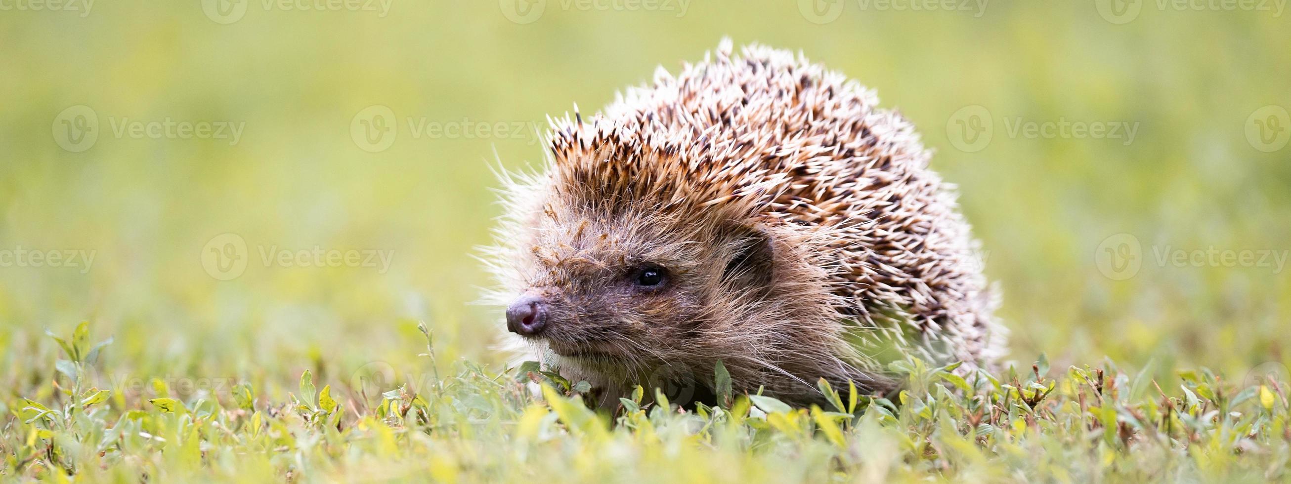 hérisson sur l'herbe.. photo