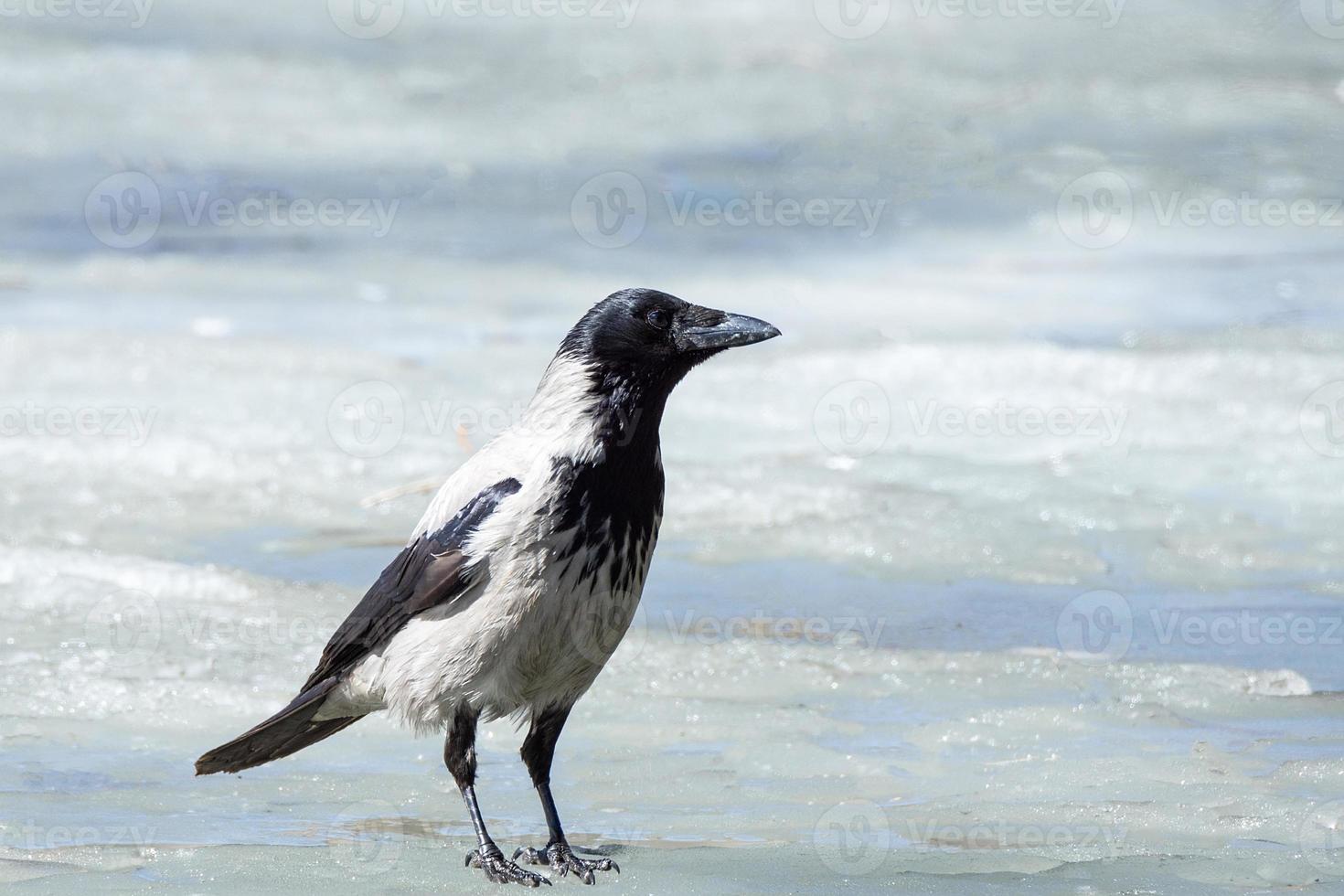 le corbeau sur la glace photo