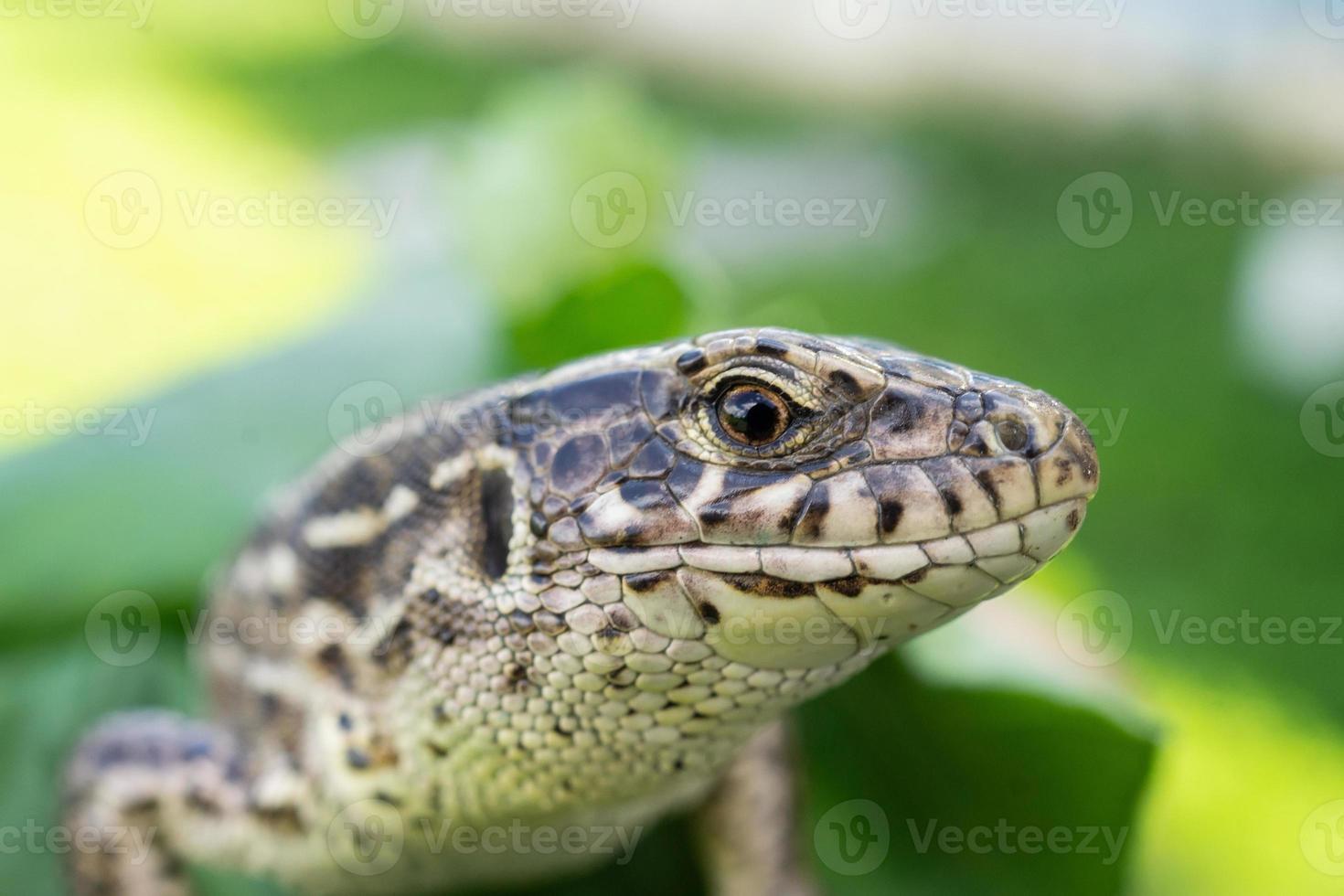 lézard sur l'herbe. photo