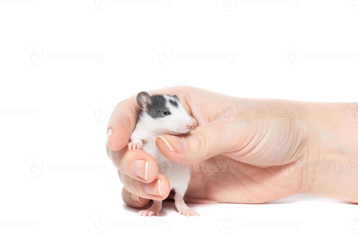 rat sur fond blanc photo