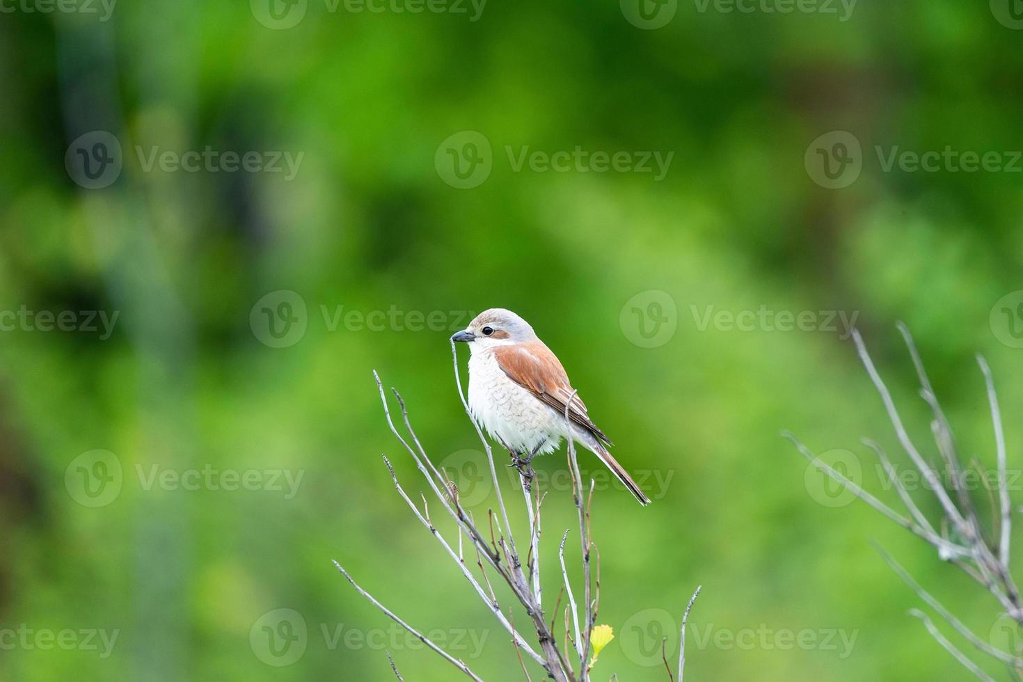 Pie-grièche écorcheur lanius collurio photo