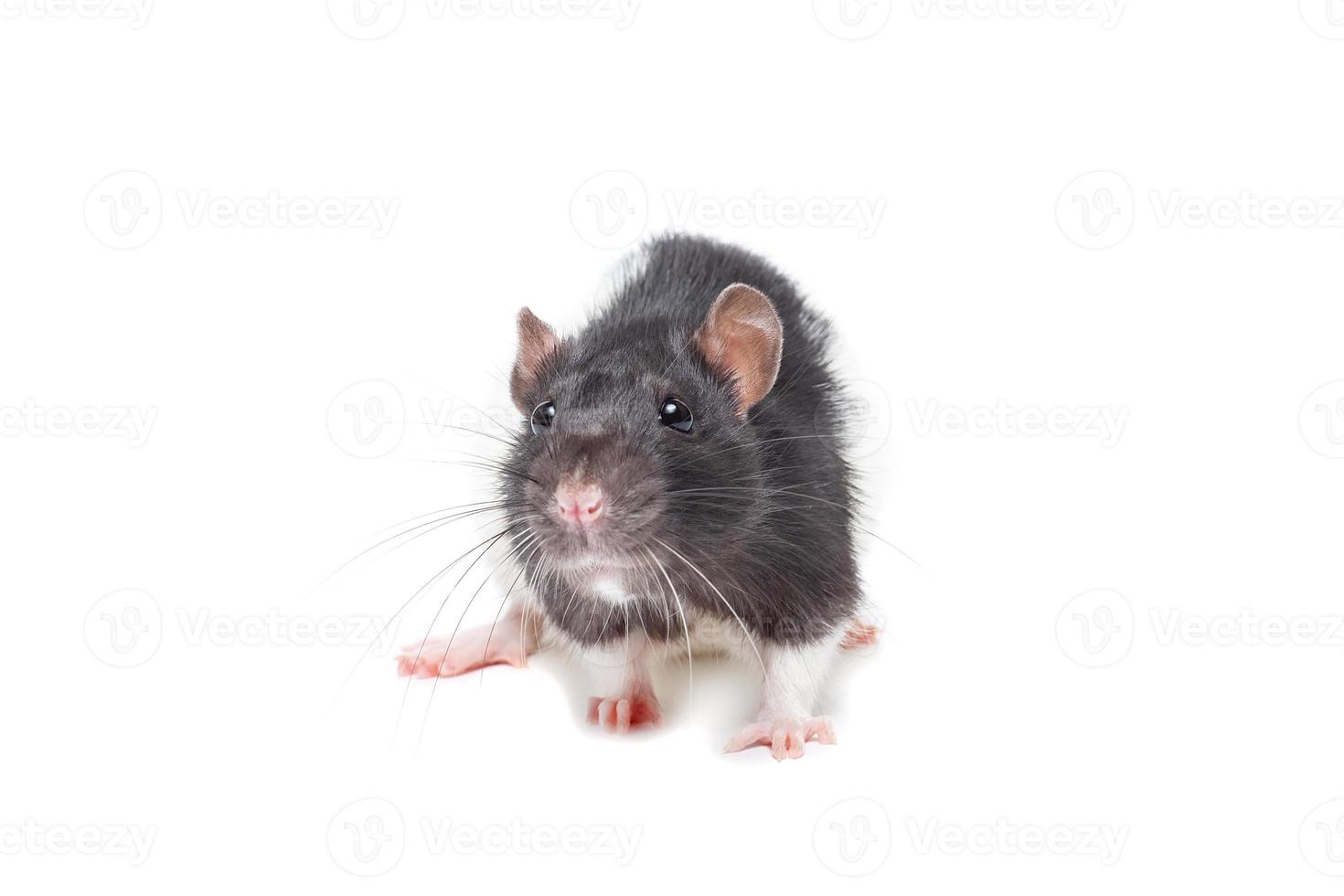 rat sur fond blanc photo