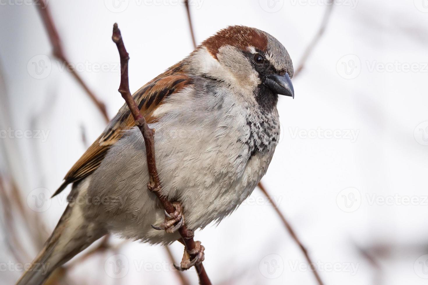 moineau sur l'arbre photo