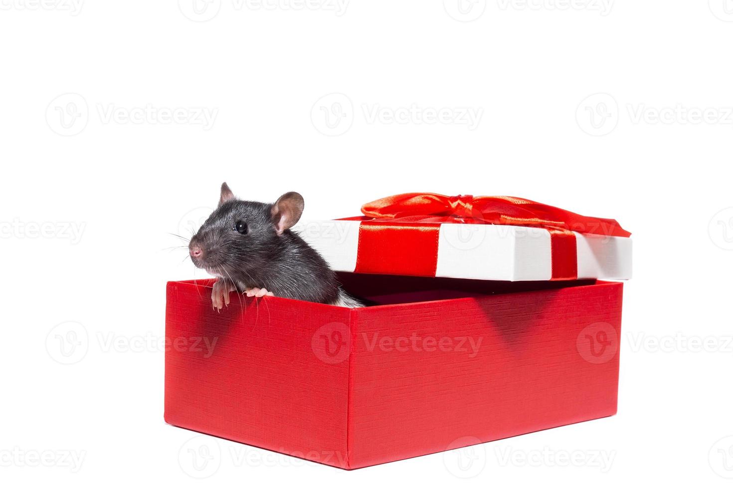 rat sur fond blanc photo