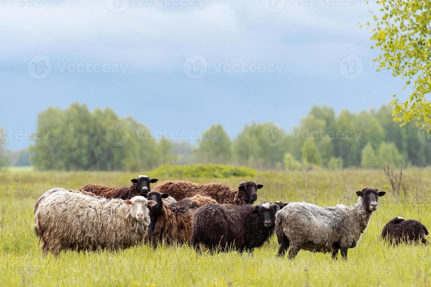 agneaux et moutons herbe verte photo