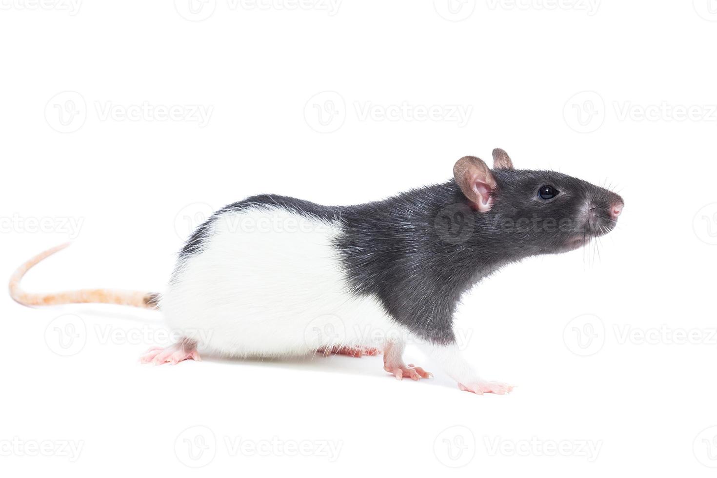 rat sur fond blanc photo