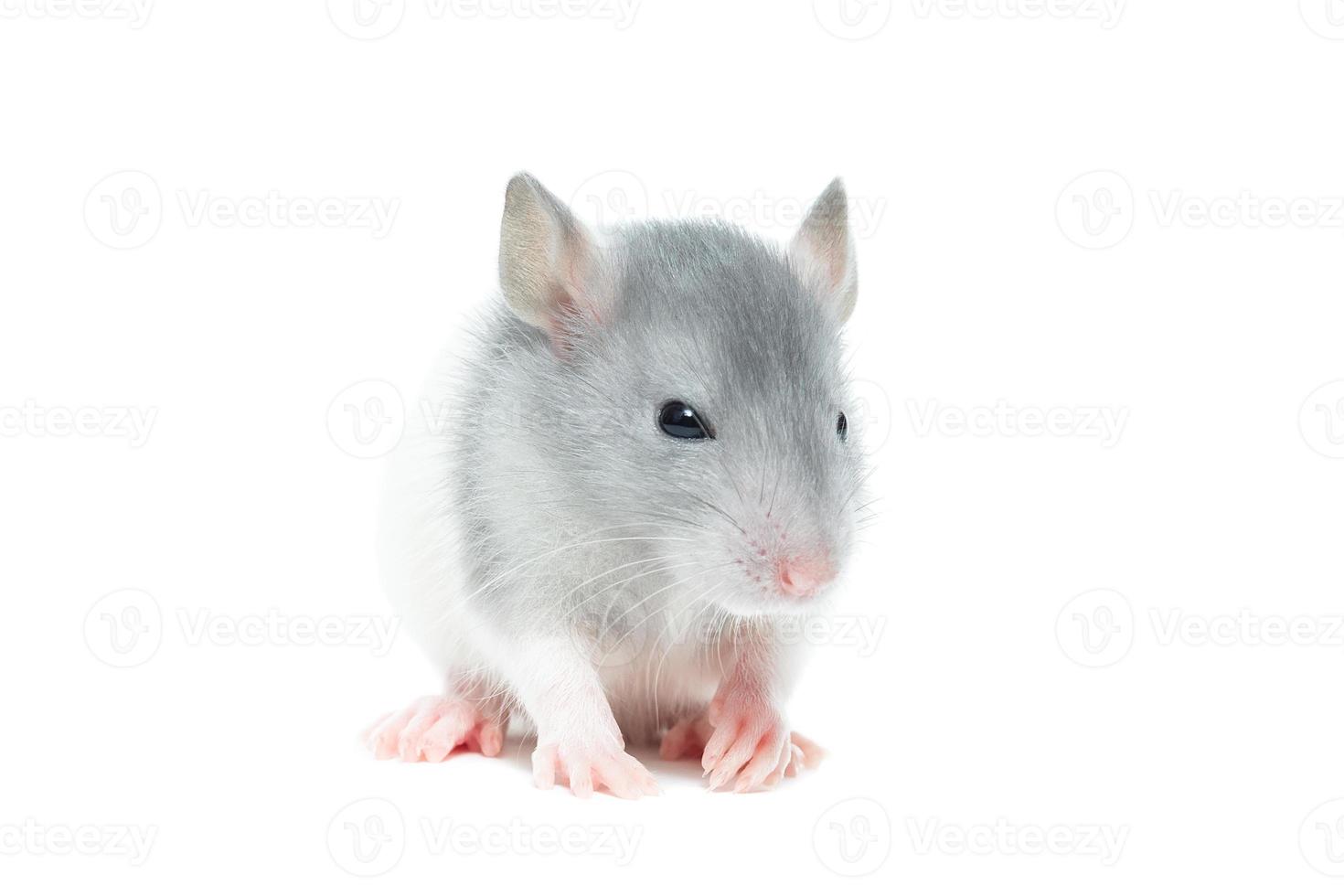 rat sur fond blanc photo