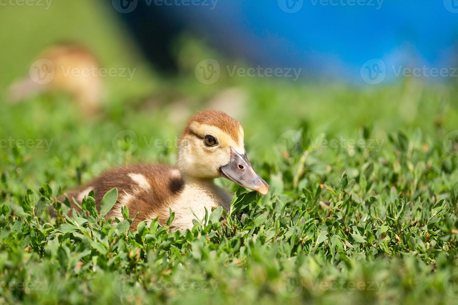 caneton sur l'herbe photo