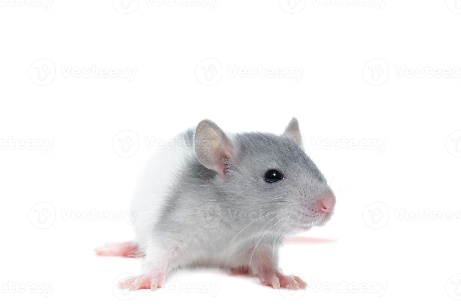 rat sur fond blanc photo