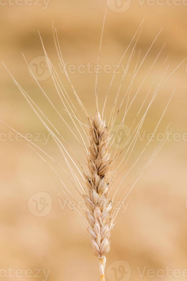 champ de blé d'or ciel bleu photo