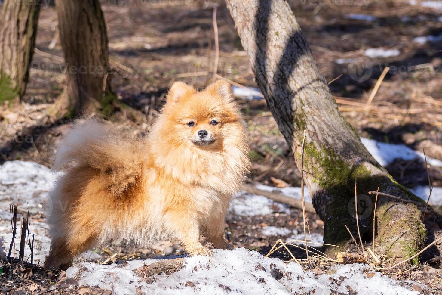 chien dans le parc photo