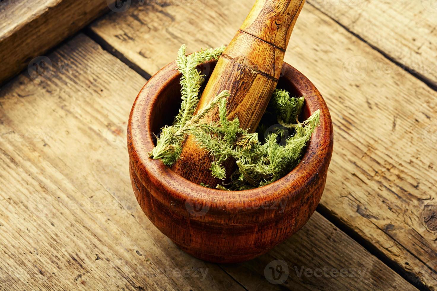 herbes médicinales lycopodium sur table en bois photo