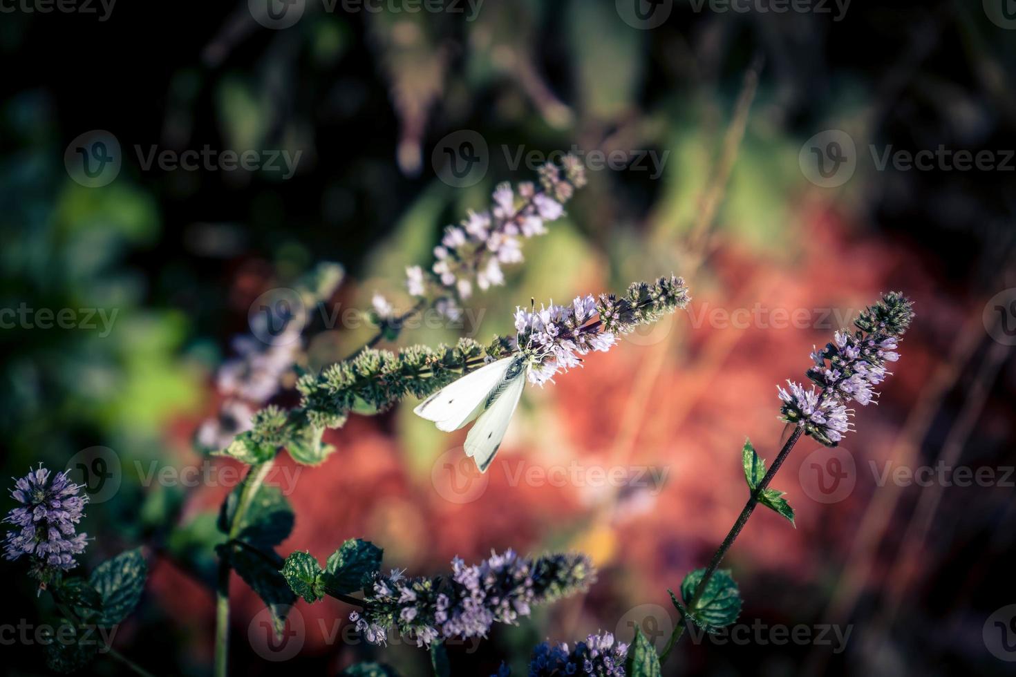 plante de mentha dans un jardin familial photo