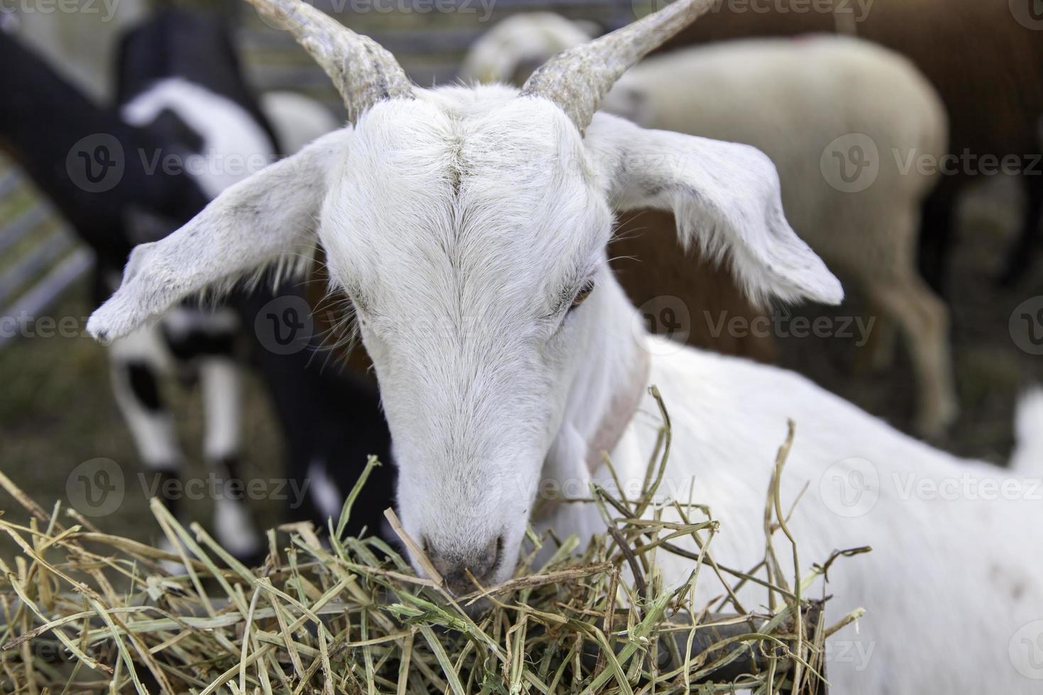 chèvre dans une ferme photo