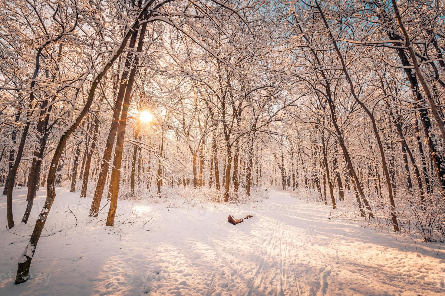 paysage d'hiver avec forêt enneigée. journée ensoleillée, randonnée aventure au fond de la forêt, sentier ou sentier relaxant vue panoramique. paysage naturel d'hiver saisonnier, forêt gelée, calme serein photo