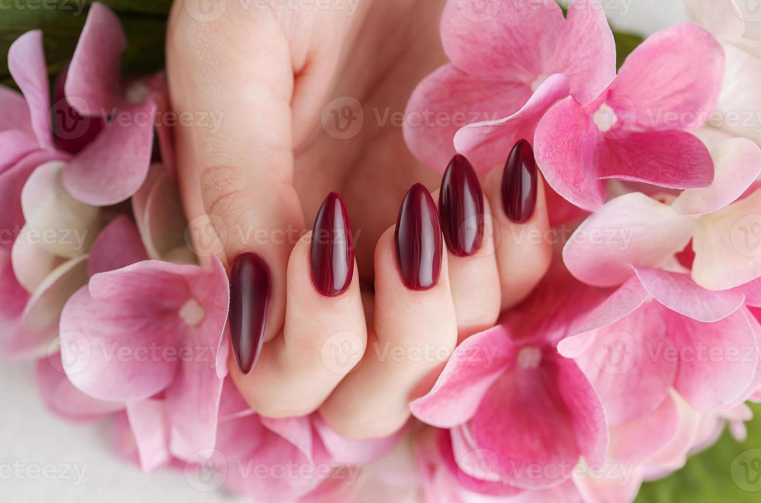 mains d'une jeune femme avec une manucure rouge foncé sur les ongles photo