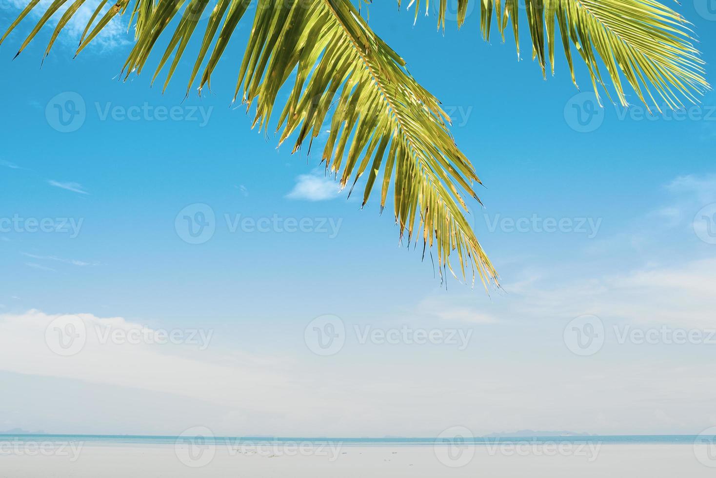 fond d'été avec des feuilles de noix de coco et un ciel lumineux. photo