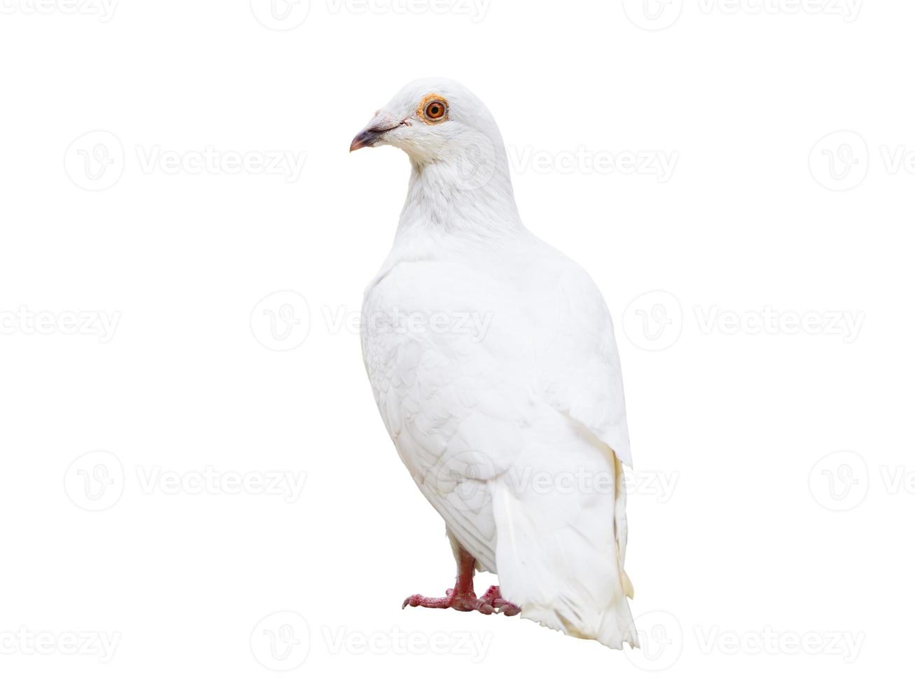 oiseau pigeon blanc isolé sur blanc photo