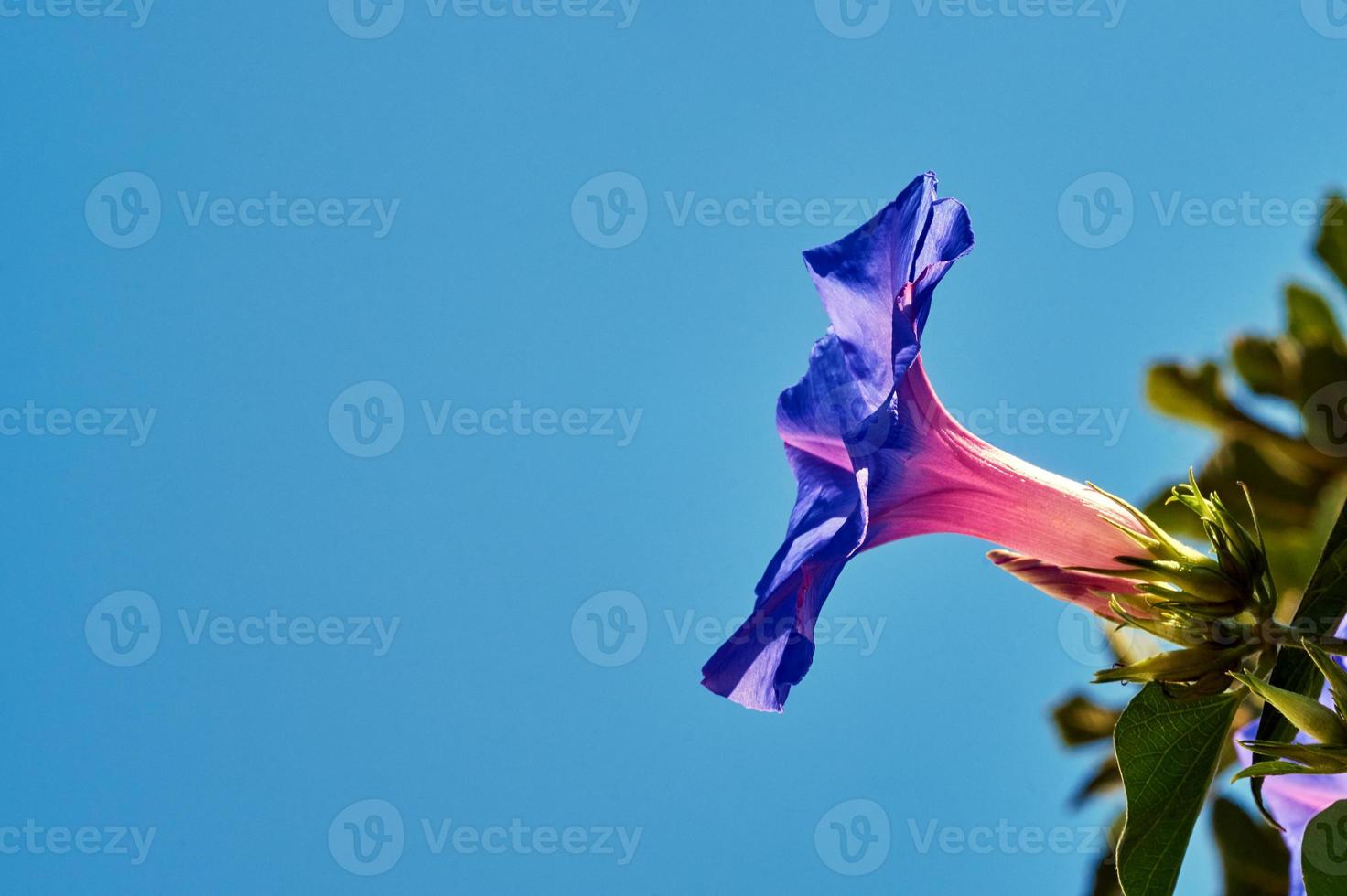 Liseron fleur violette contre le ciel 1352979 Banque de photos