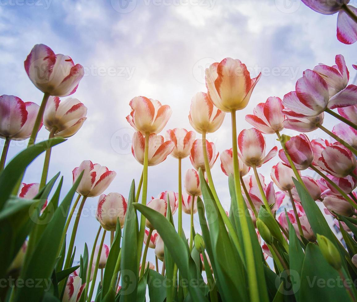 tulipes en fleurs avec ciel bleu en arrière-plan photo