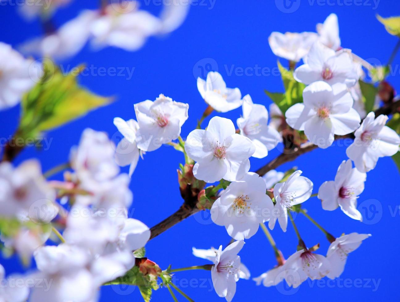 fleurs de cerisier en fleurs blanches sur fond de ciel bleu 1353538 Banque  de photos