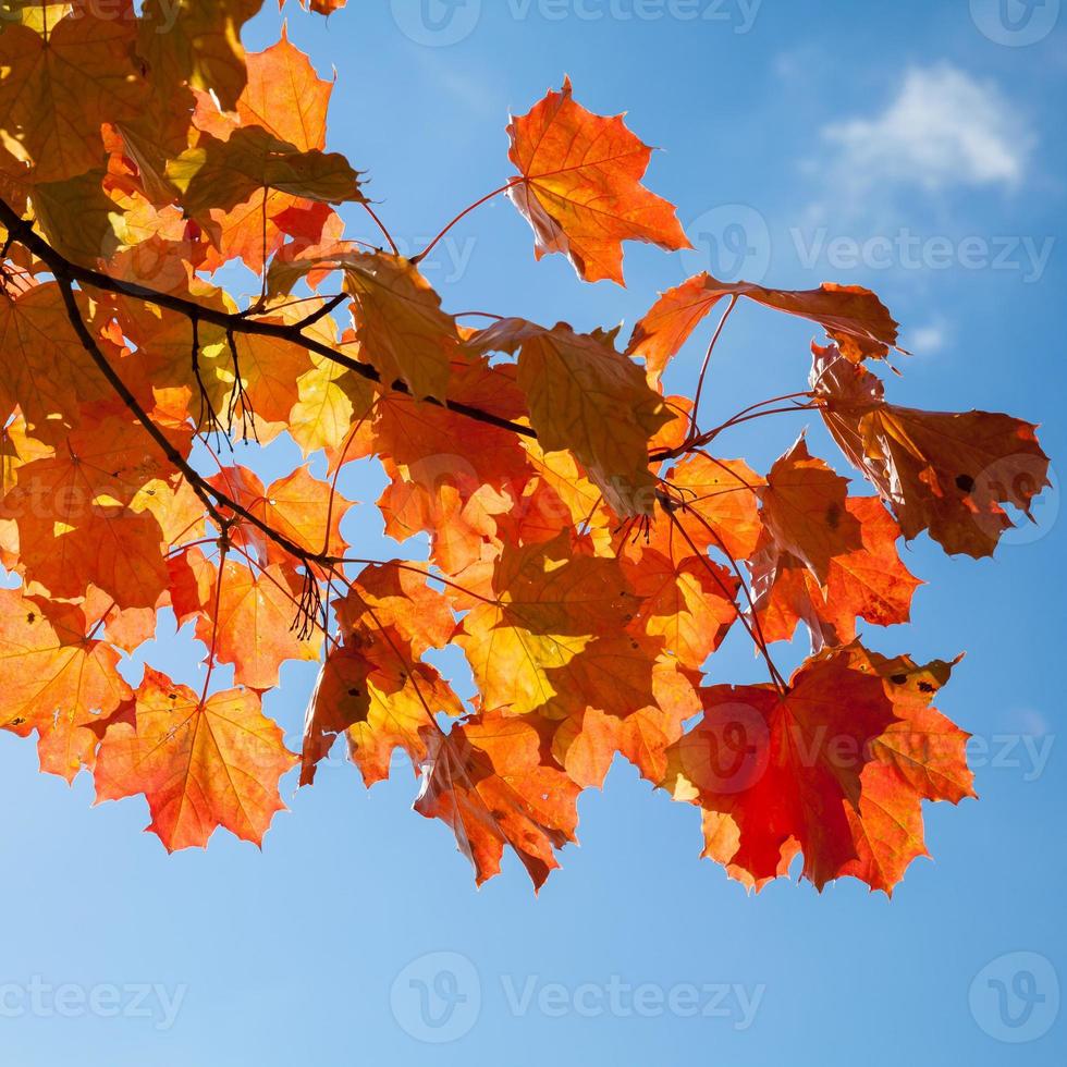 Feuilles d'érable d'automne rouge sur ciel bleu photo