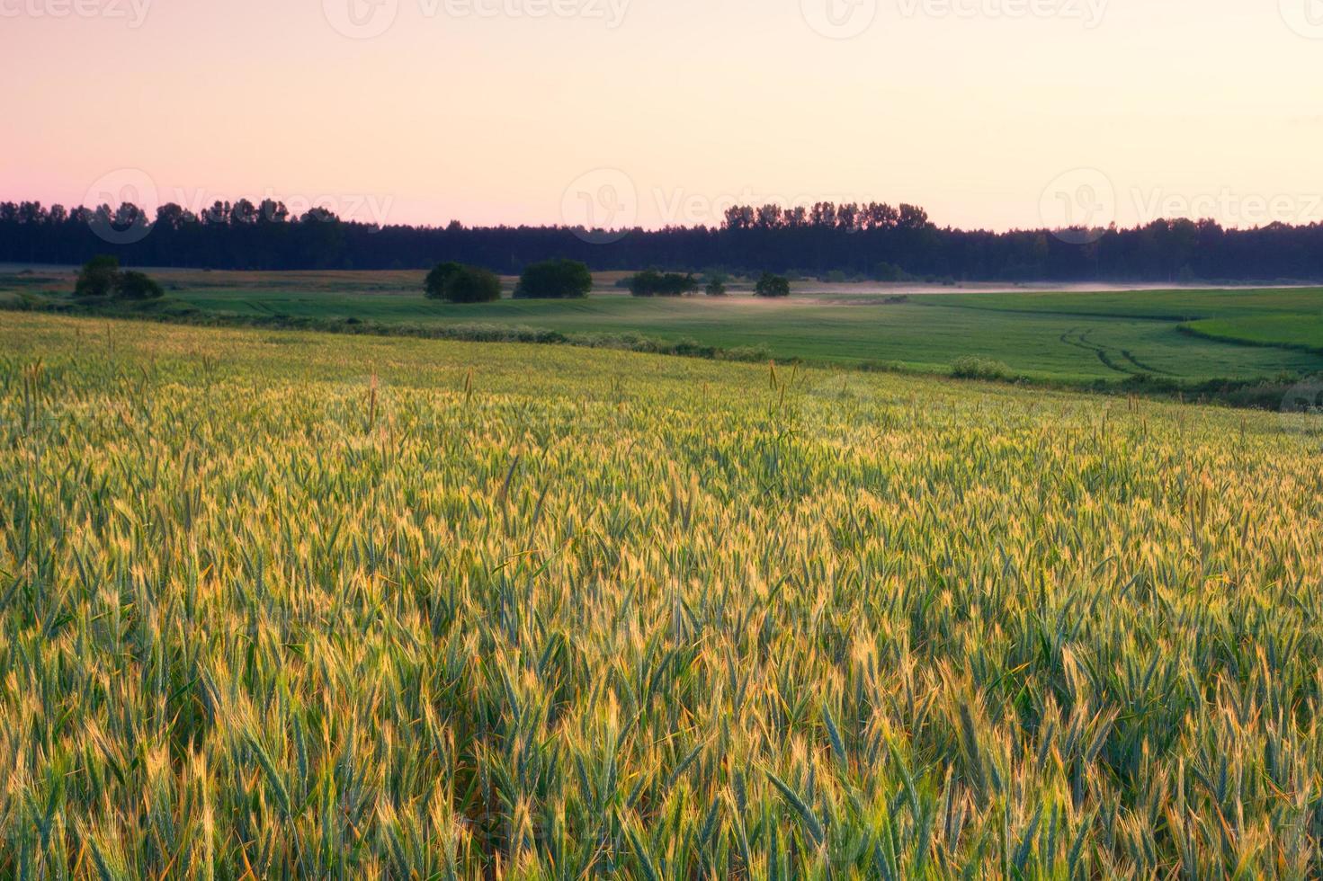 jeune champ de céréales vertes au lever du soleil photo