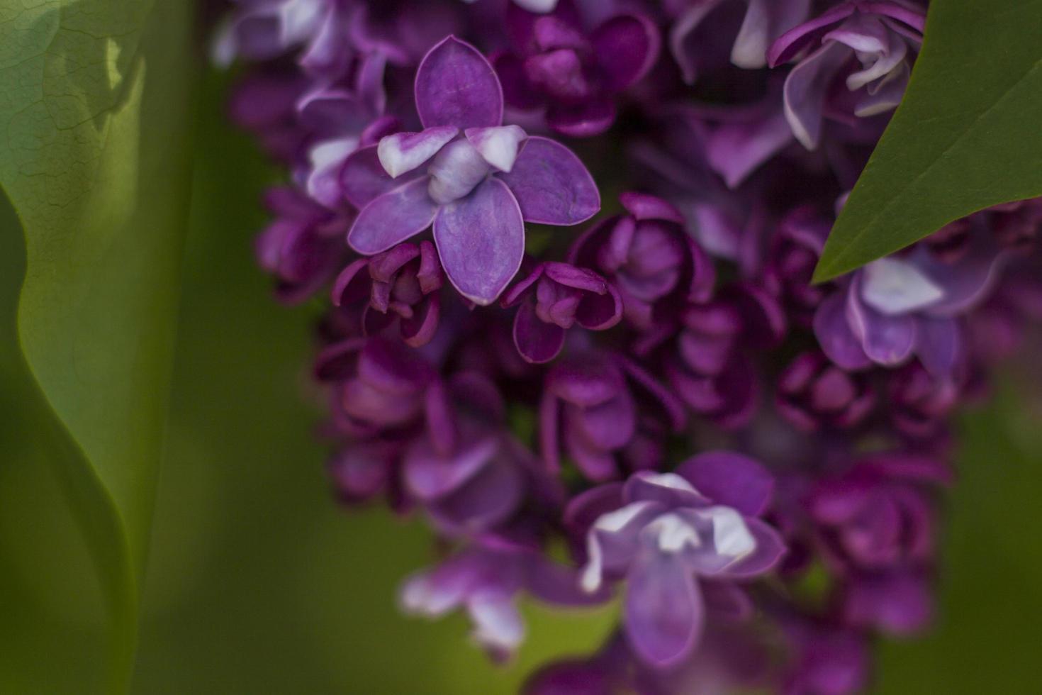 beau et parfumé lilas dans le jardin. un gros plan avec une copie de l'espace, prise sur une macro avec un flou d'arrière-plan pour le fond d'écran en arrière-plan. papier peint naturel. mise au point sélective. photo