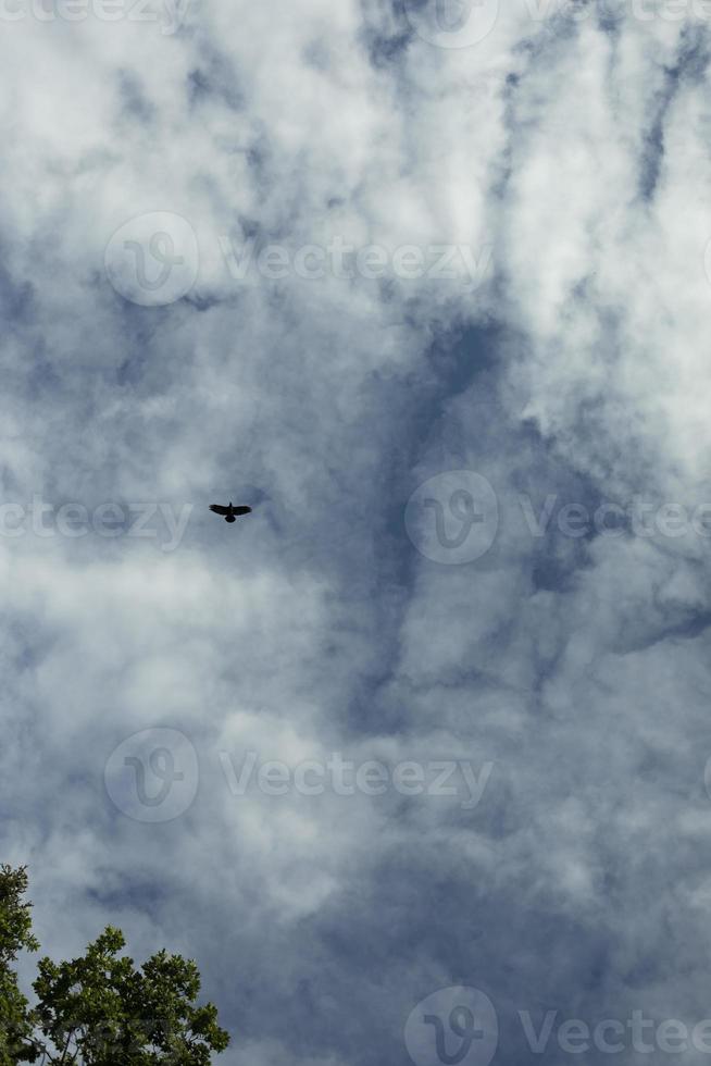 corbeau dans le ciel. vue du ciel avec oiseau. vol de corbeau. photo