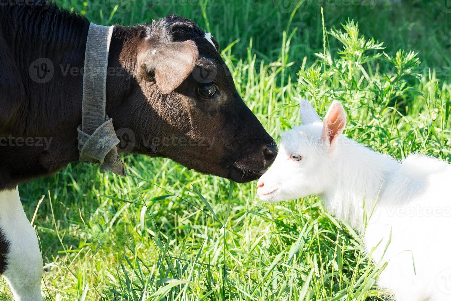 veau et chèvre photo