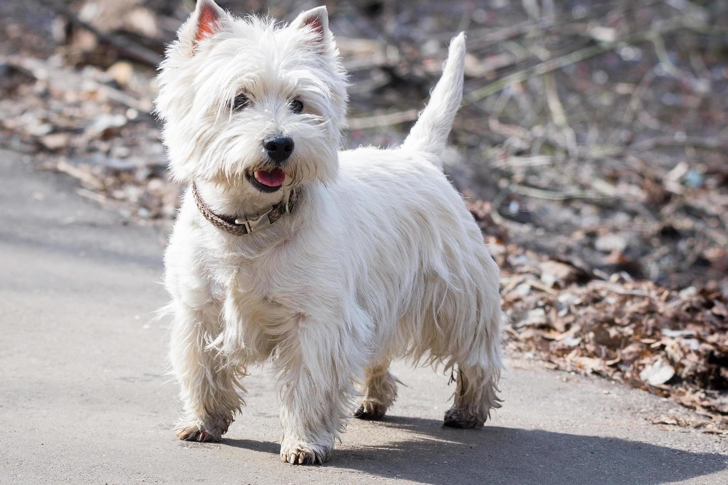 chien blanc sautant dans le parc photo