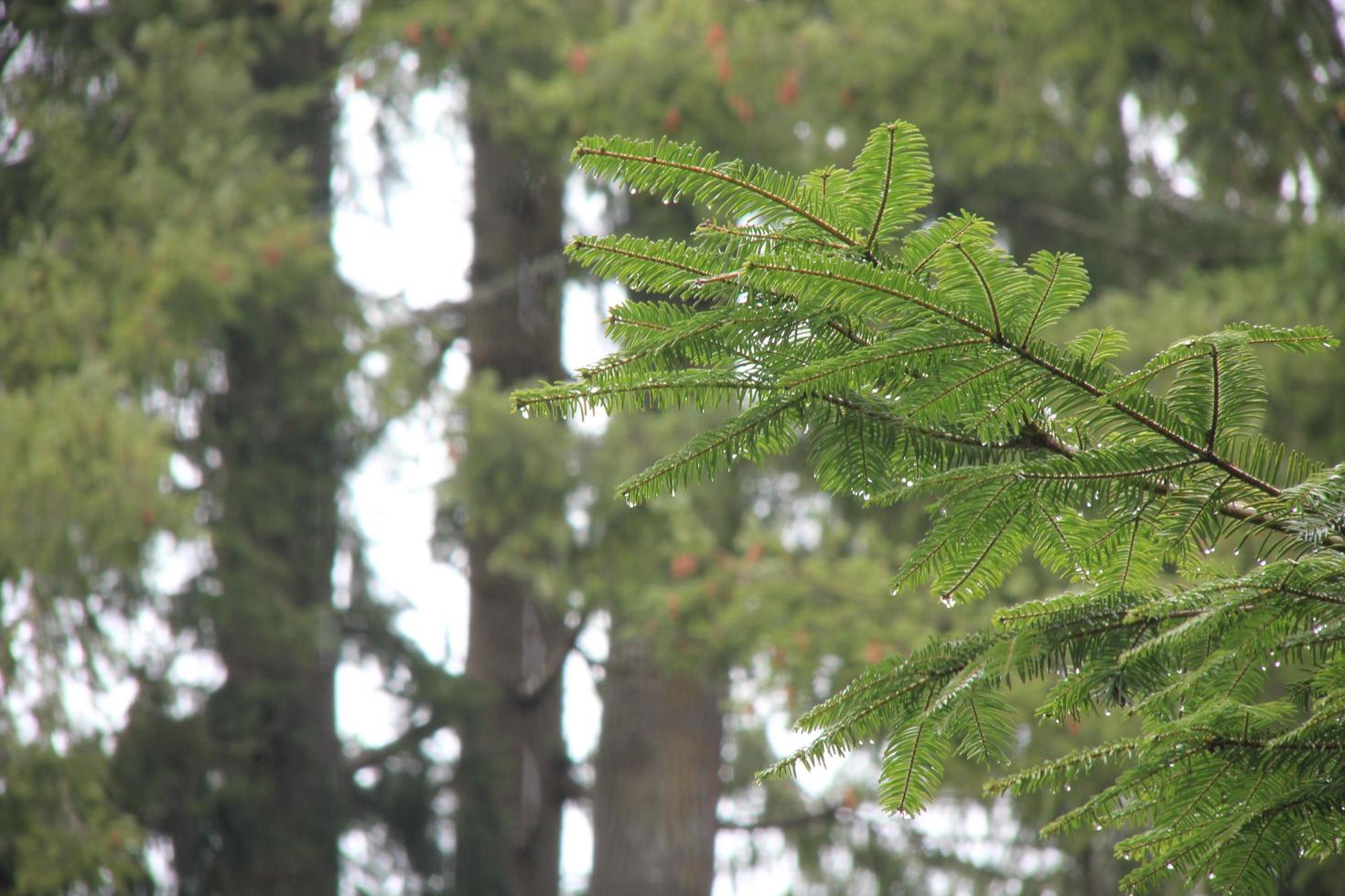 jour de pluie dans la pinède photo