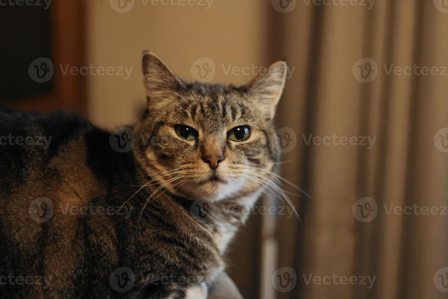 chat à poil court assis sur une table à la maison photo