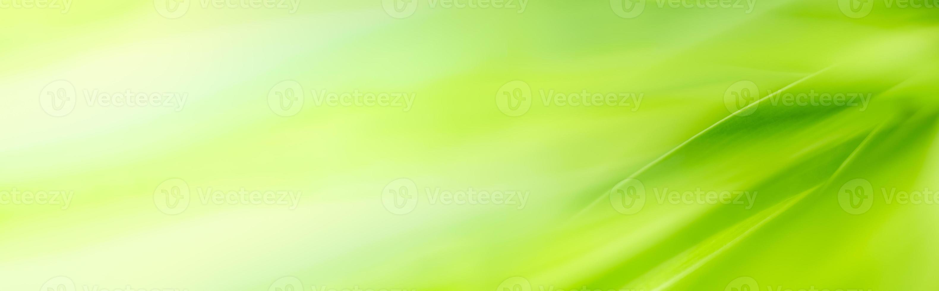 vue magnifique sur la nature de la feuille verte sur fond de verdure floue dans le jardin. feuilles vertes naturelles plantes utilisées comme page de couverture de fond de printemps verdure environnement écologie fond d'écran vert citron photo