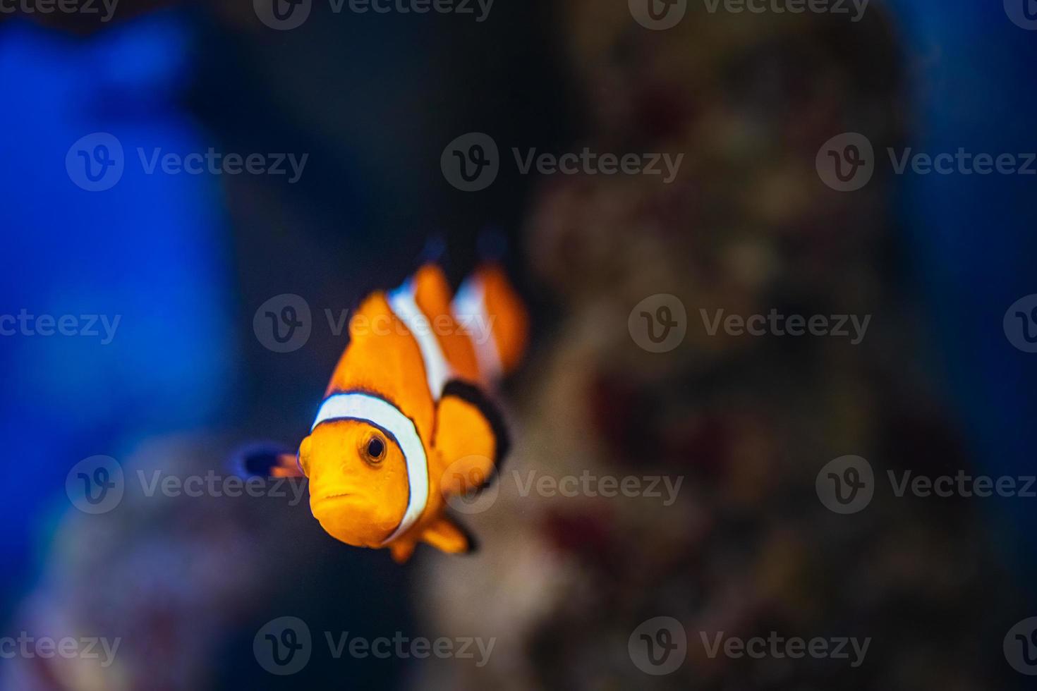 poissons de récif colorés. poisson-clown ocellaris, amphiprion ocellaris, également connu sous le nom de faux poisson-clown percula ou poisson-clown commun photo