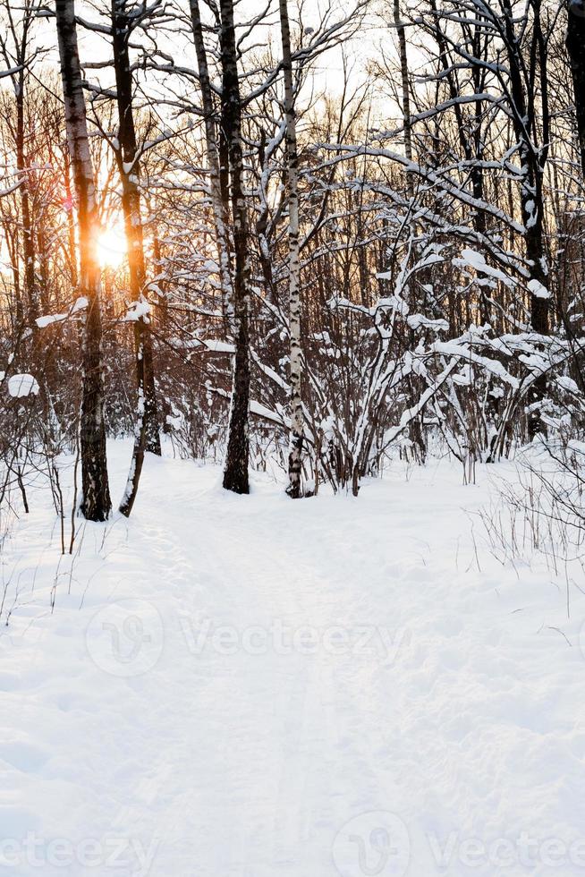 coucher de soleil dans la forêt d'hiver photo