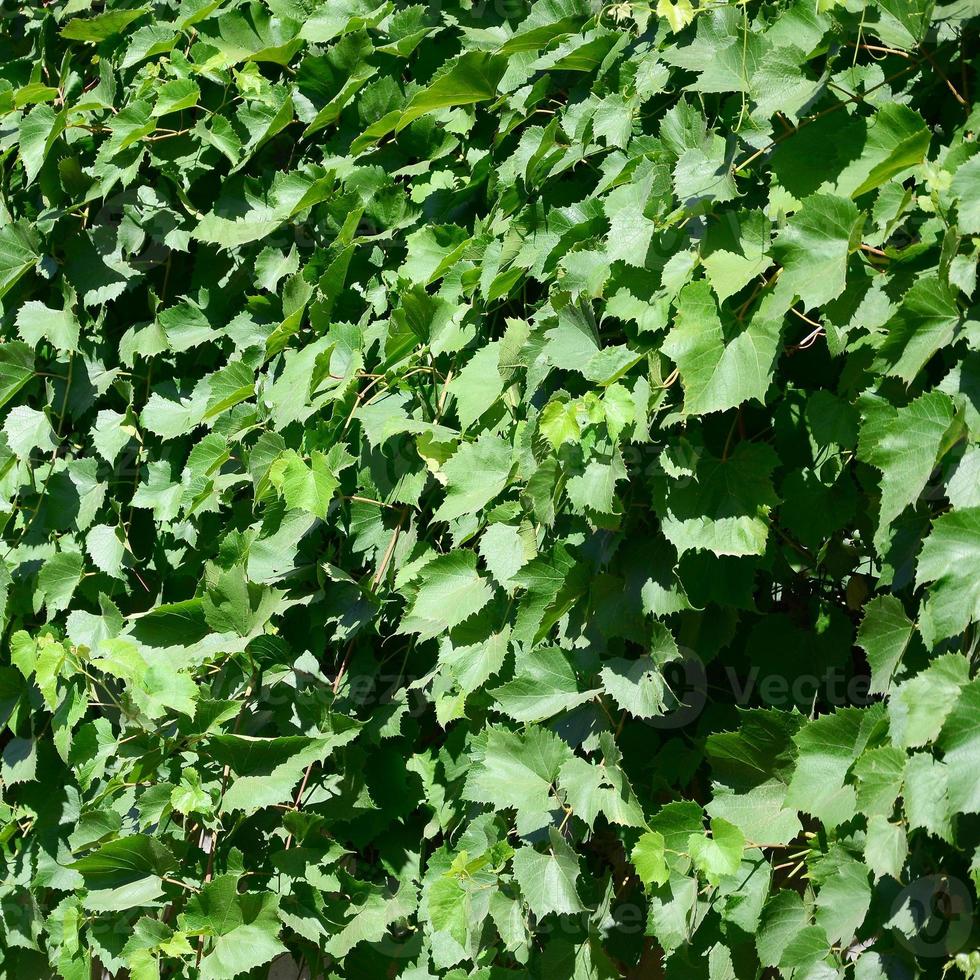 texture d'un mur recouvert de lierre de feuilles vertes dans un vignoble photo