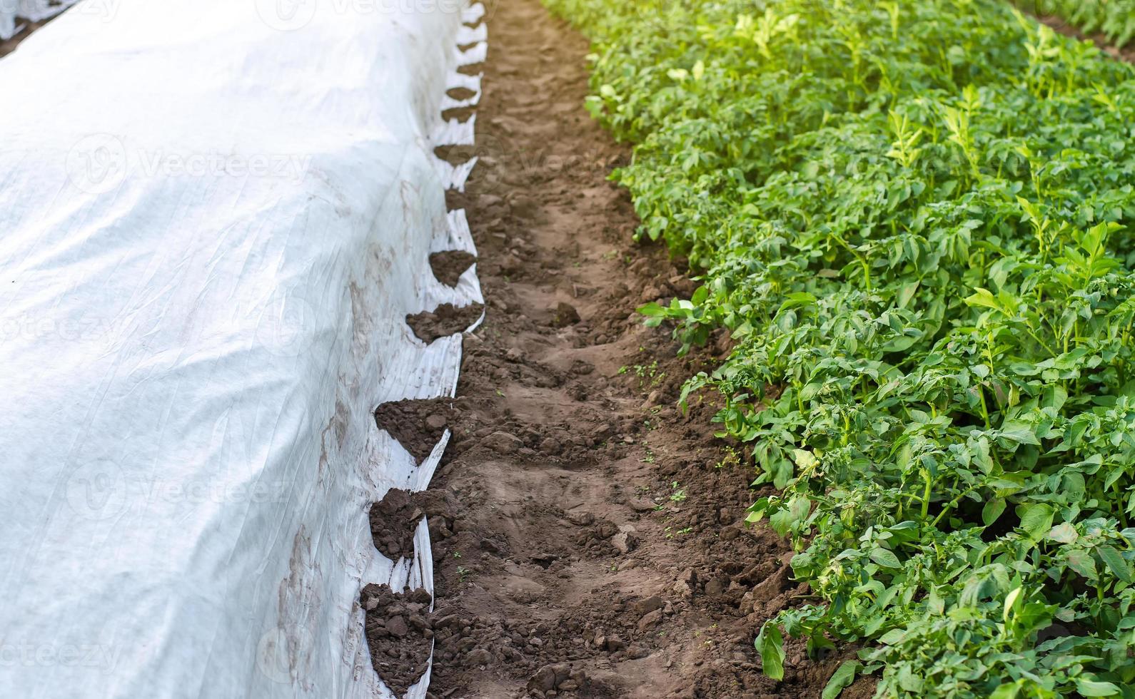 rangées de buissons de pommes de terre sur une plantation sous agrofibre et en plein air. durcissement des plantes à la fin du printemps. faire pousser des cultures dans un début de saison plus froid. effet de serre pour se protéger. agro-industrie, agriculture. photo