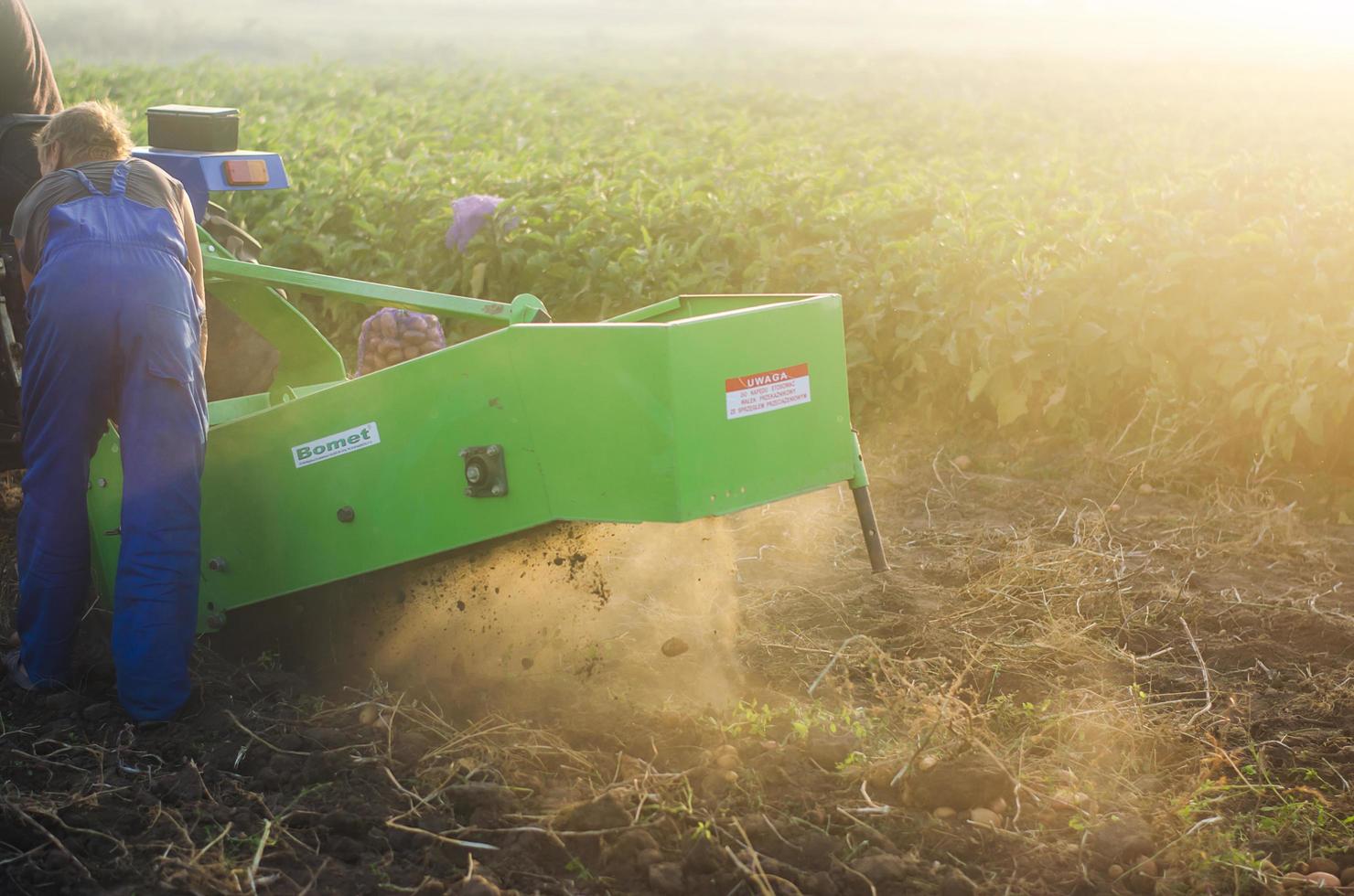 oblast de kherson, ukraine - 19 septembre 2020 un ouvrier agricole creuse des pommes de terre à la surface avec une machine à creuser. récolter des pommes de terre à la plantation. l'élevage, l'agriculture. terres agricoles de campagne. photo