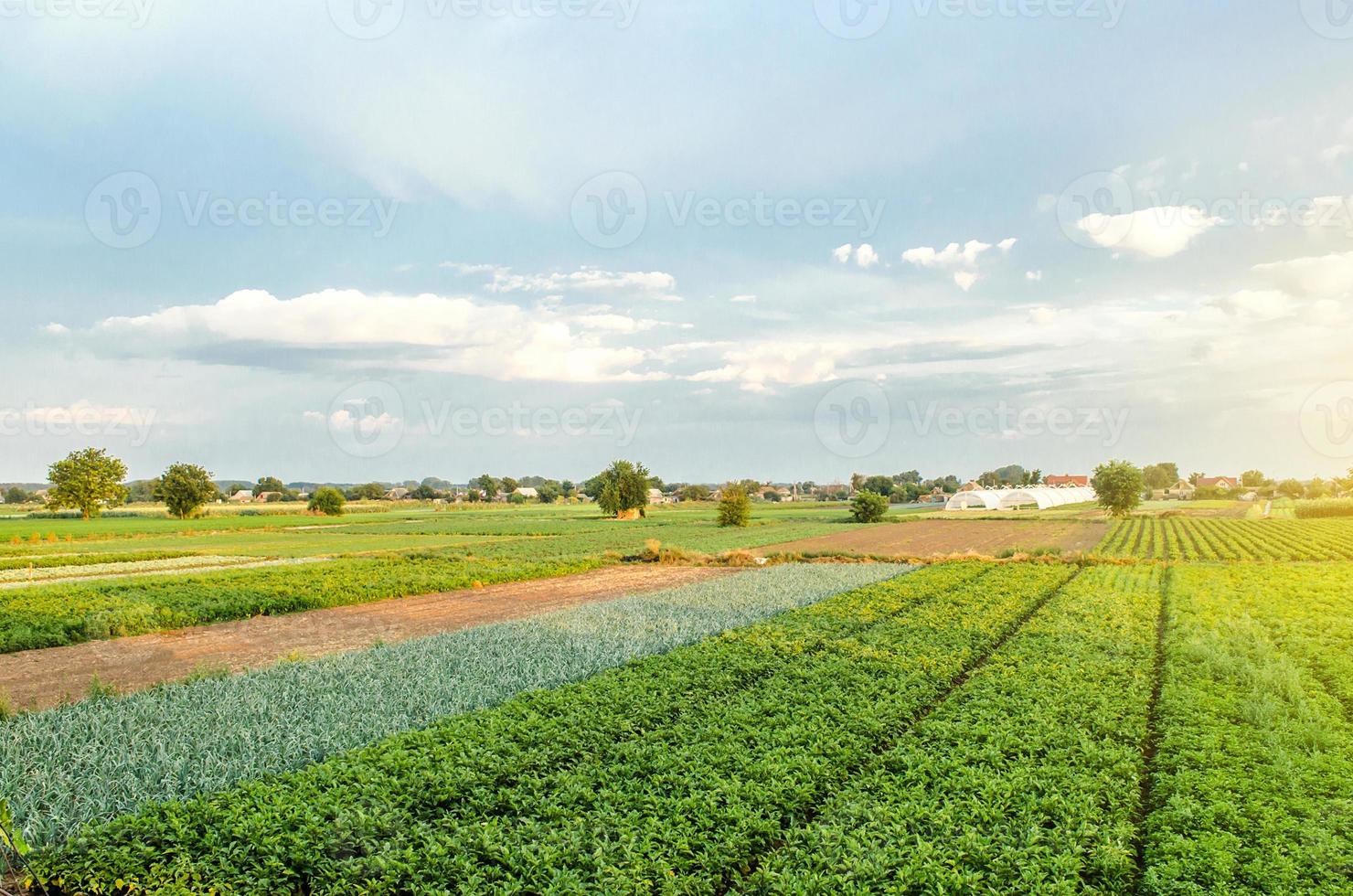 une vue magnifique sur les champs de terres agricoles européennes. l'agro-industrie et l'agro-industrie. vue aérienne d'un beau paysage de campagne. l'agriculture biologique. la culture et la production de produits alimentaires agricoles. photo