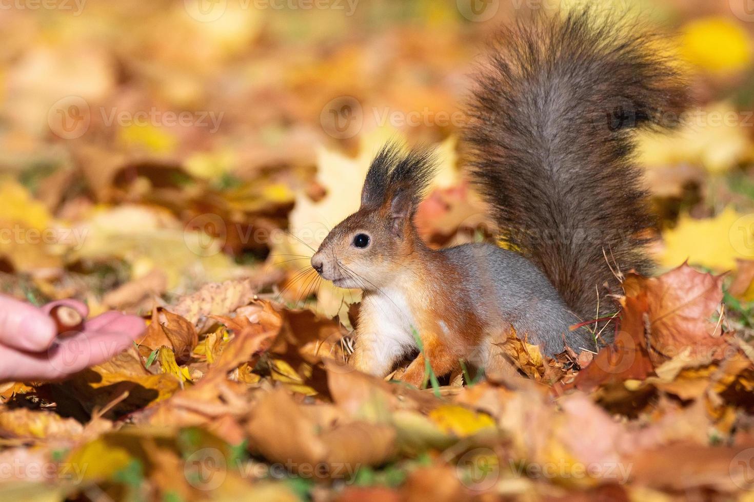 écureuil dans le parc d'automne photo