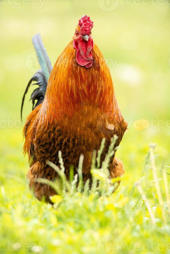 coq sur l'herbe photo