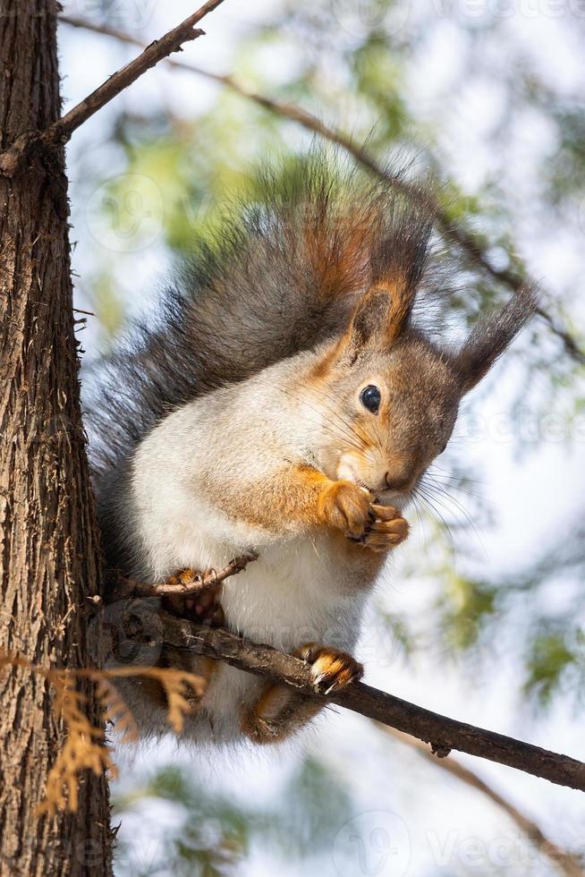 arbre d'écureuil en hiver photo
