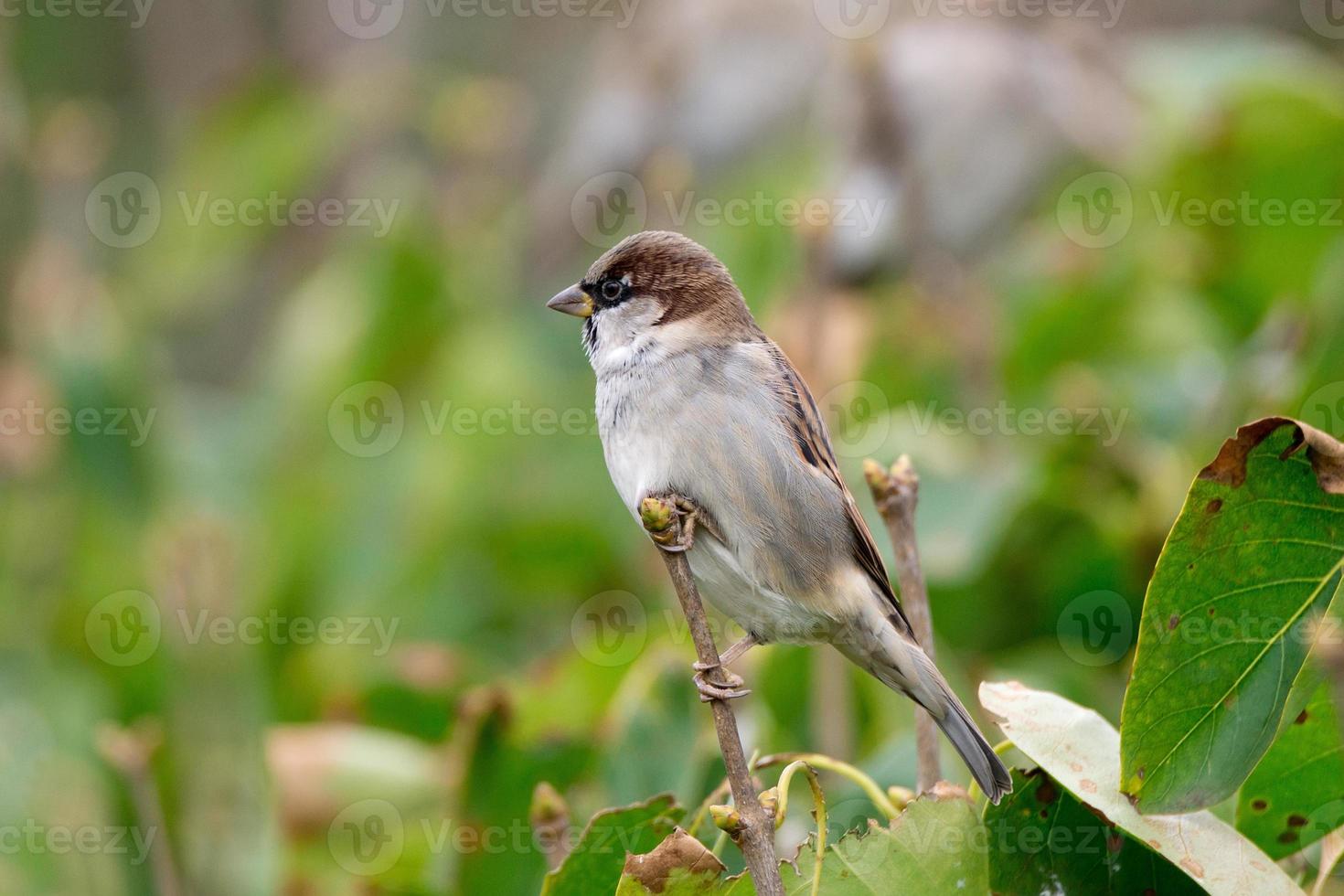 moineau assis sur une branche de lilas photo