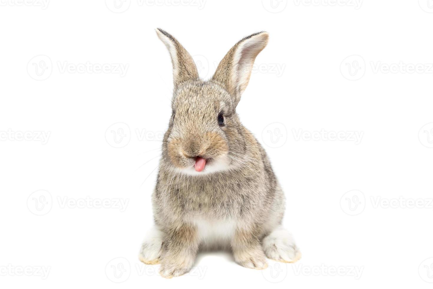 lapin sur fond blanc photo