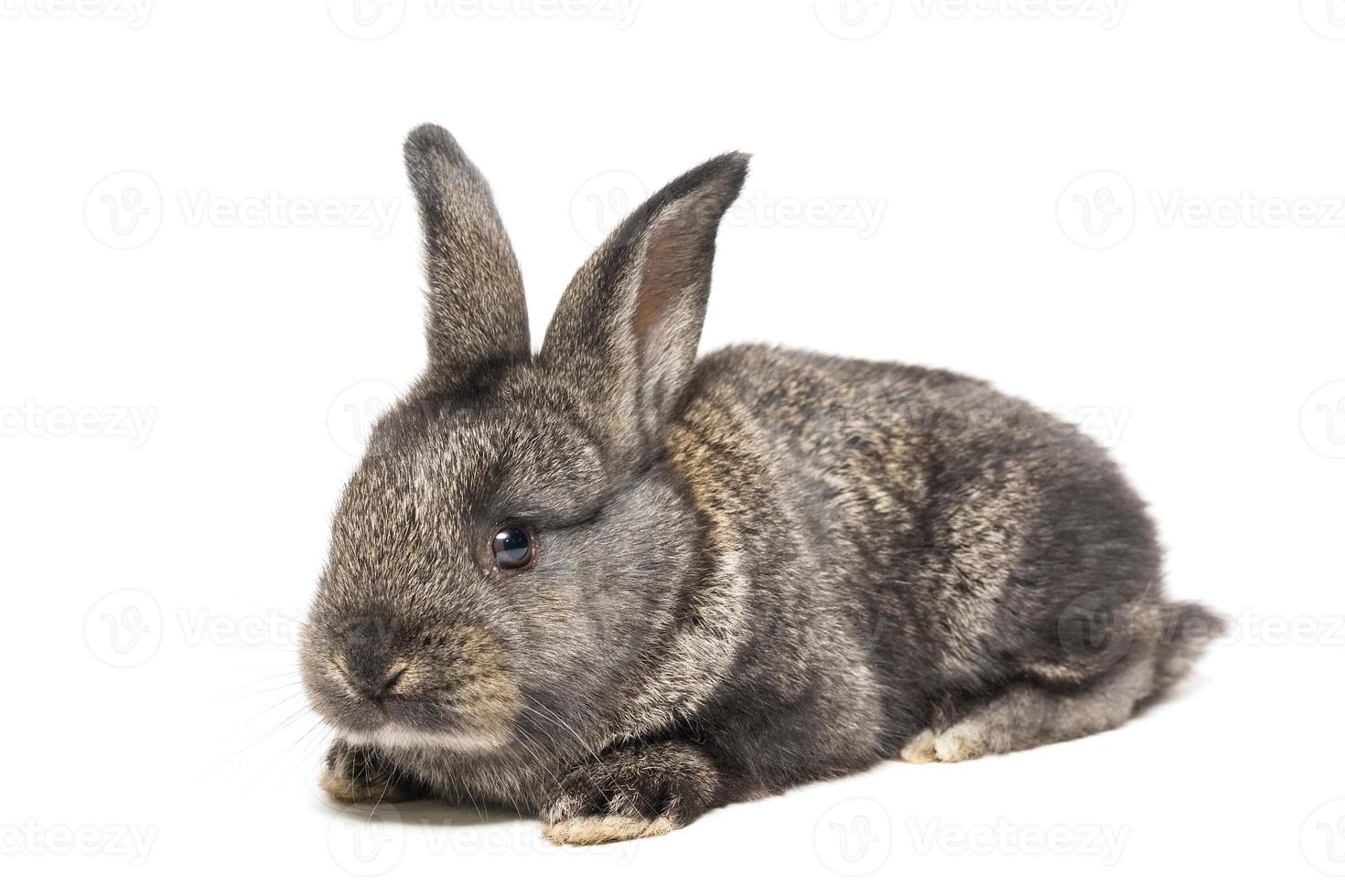 lapin sur fond blanc photo